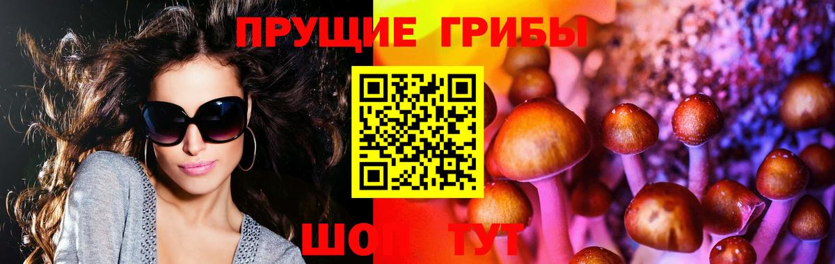 Галлюциногенные грибы Psilocybine cubensis  Вход с VPN  Галлюциногенные грибы Cubensis  Торжок 